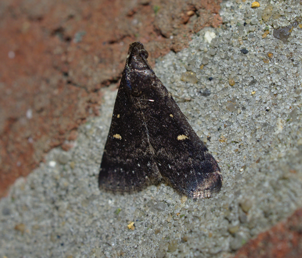 A real Marlboro Moth_20201021.jpg